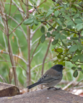 Dark eyed Junco Oregon Group 5814